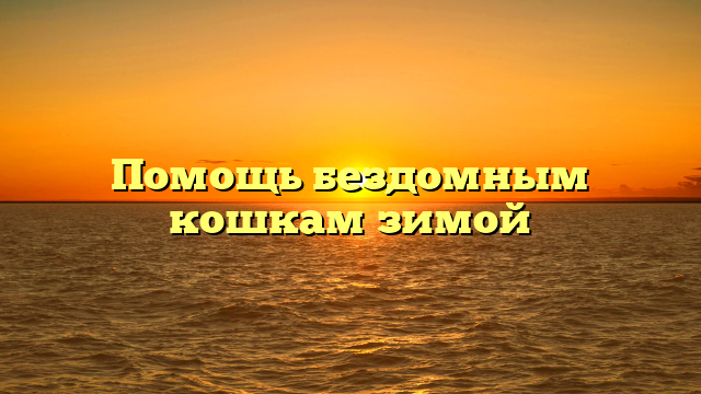 Помощь бездомным кошкам зимой